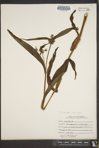 Tradescantia subaspera image