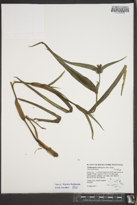 Tradescantia subaspera image