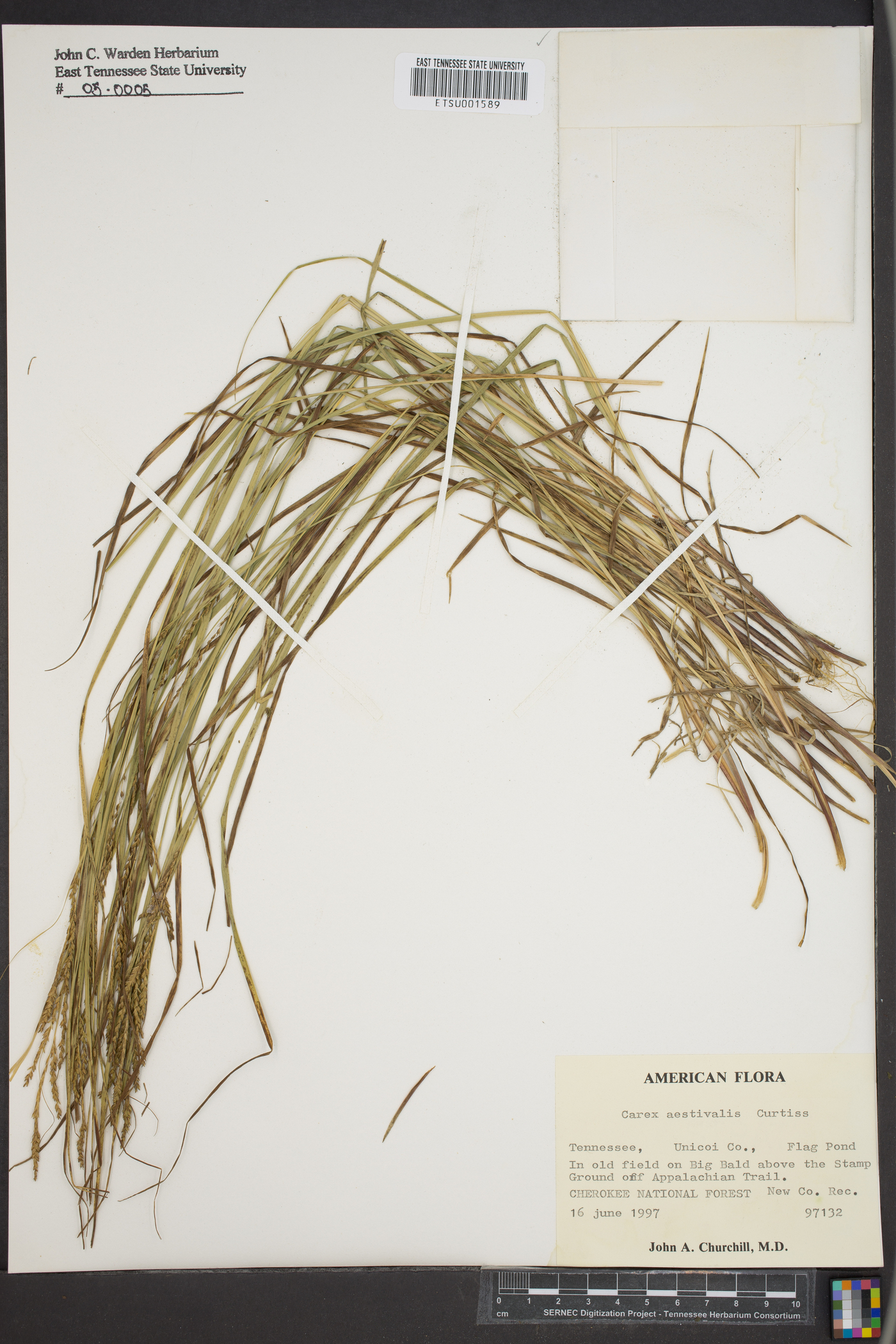 Carex aestivalis image