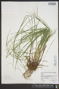 Carex aestivalis image