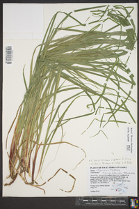 Carex debilis subsp. pubera image