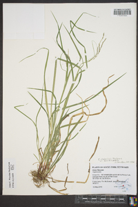 Carex allegheniensis image