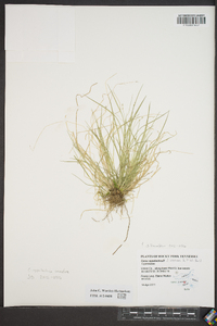 Carex appalachica image