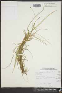 Carex atlantica var. atlantica image