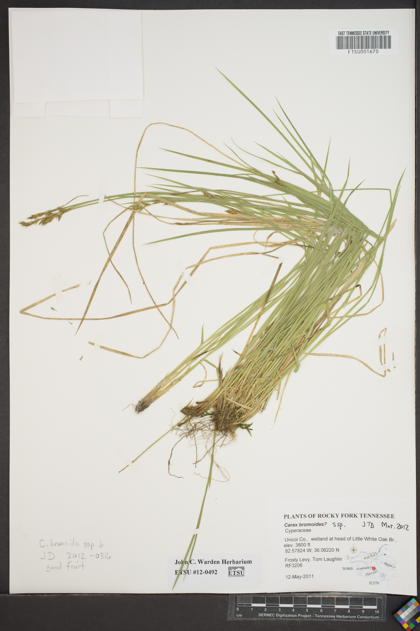 Carex bromoides var. bromoides image