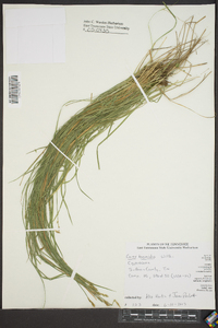 Carex bromoides image