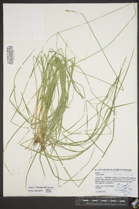 Carex bromoides subsp. bromoides image