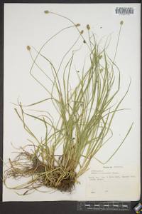 Carex cristatella image