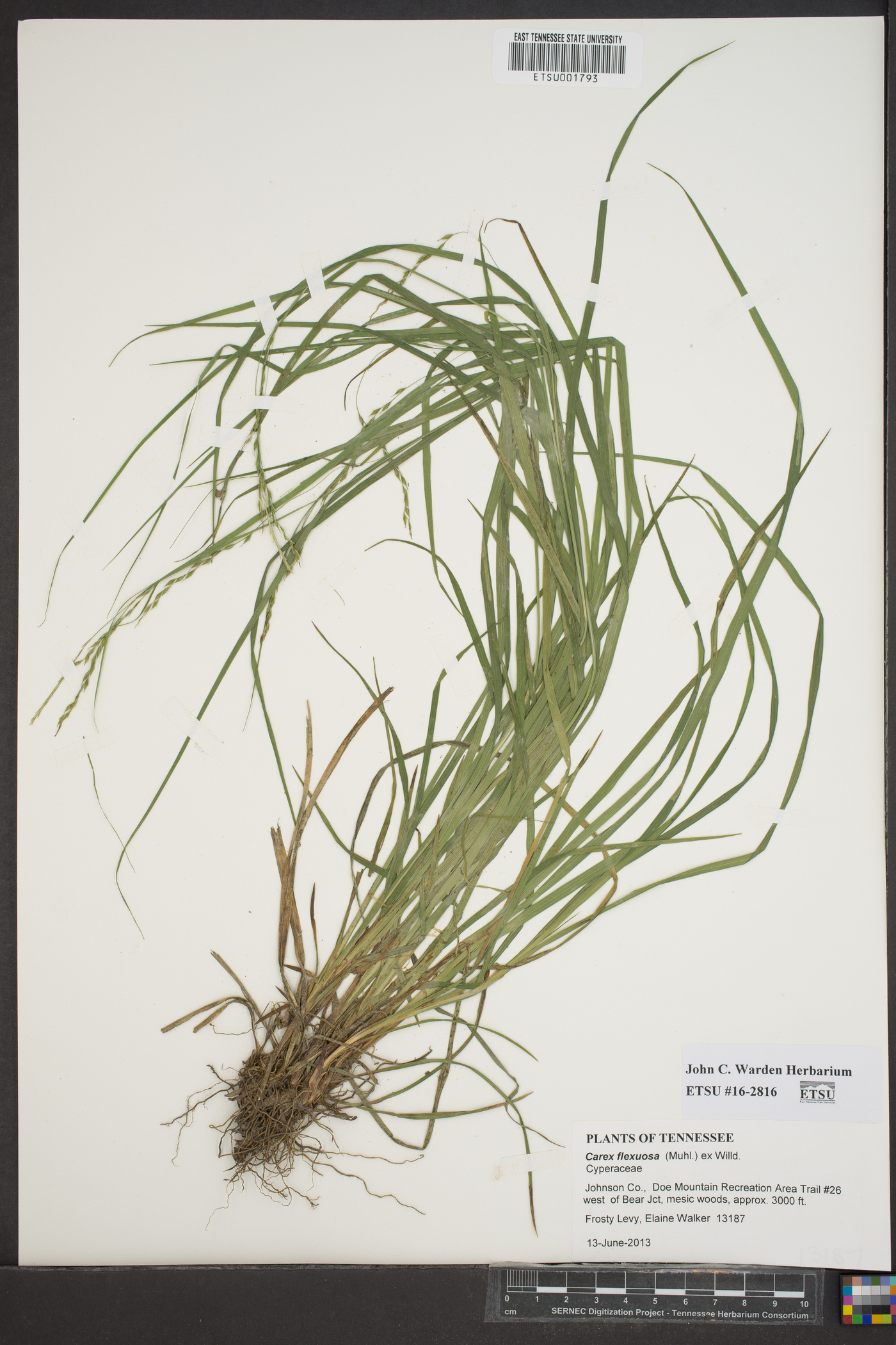 Carex flexuosa image