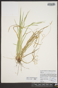 Carex flexuosa image