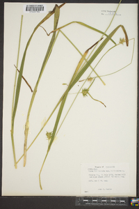 Carex folliculata var. folliculata image