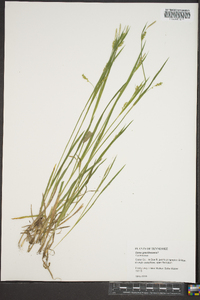 Carex gracilescens image