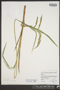 Carex gynandra image