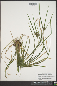 Carex intumescens var. intumescens image