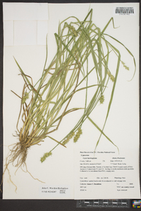 Carex laevivaginata image