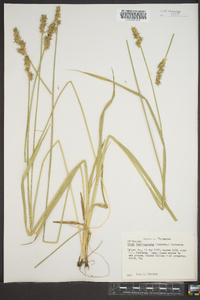 Carex laevivaginata image