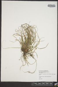 Carex nigromarginata image