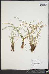 Carex nigromarginata image