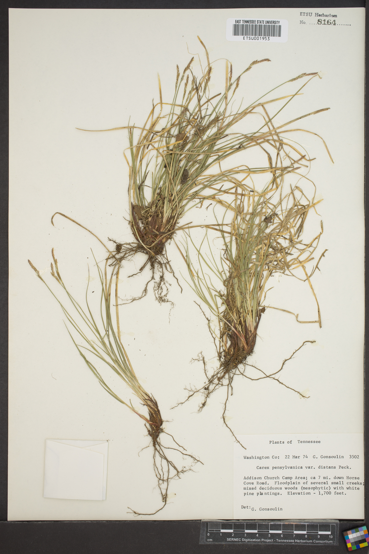 Carex pensylvanica var. distans image