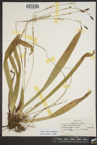 Carex plantaginea image