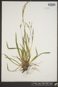 Carex platyphylla image