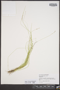 Carex radiata image