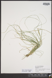 Carex radiata image