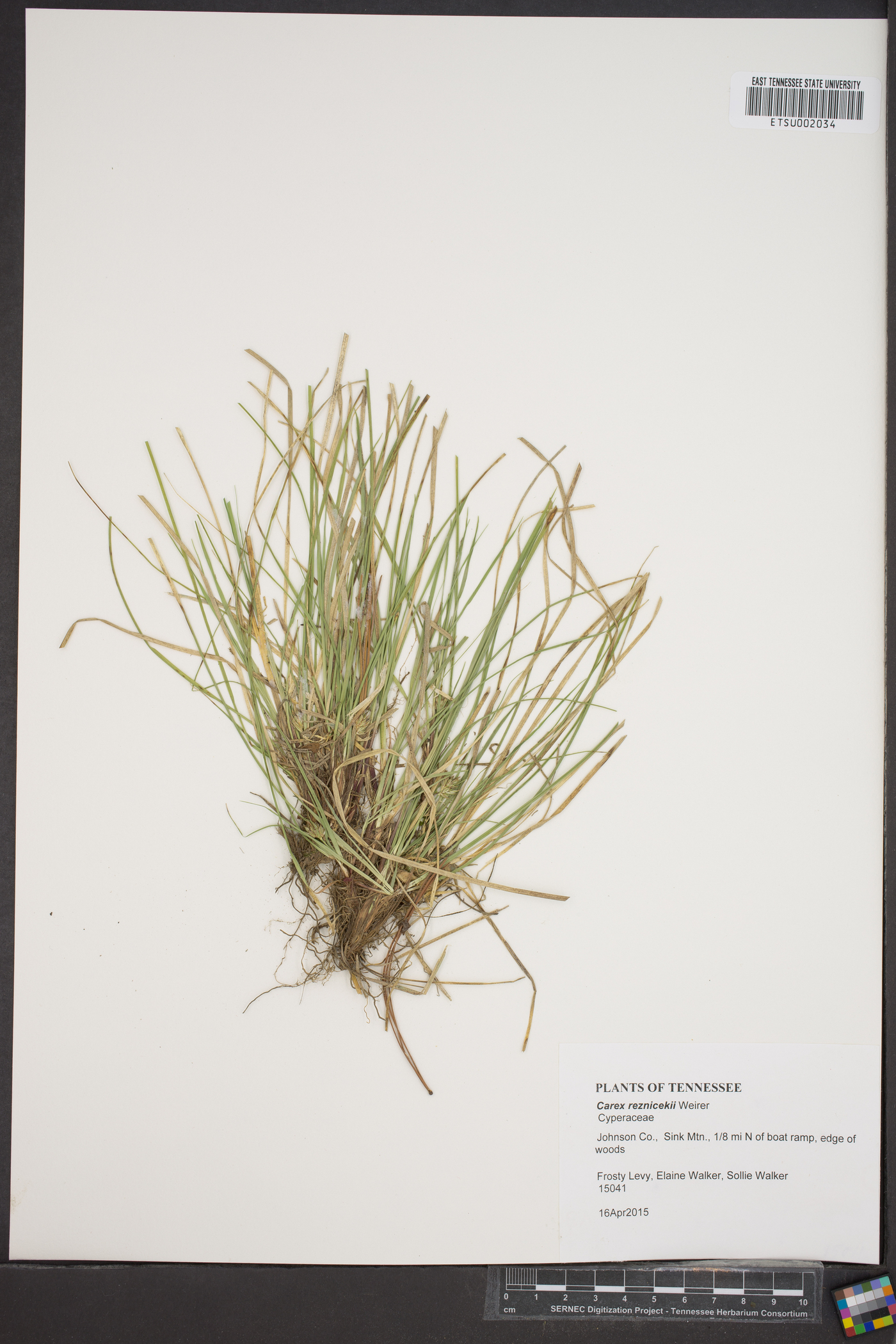 Carex reznicekii image