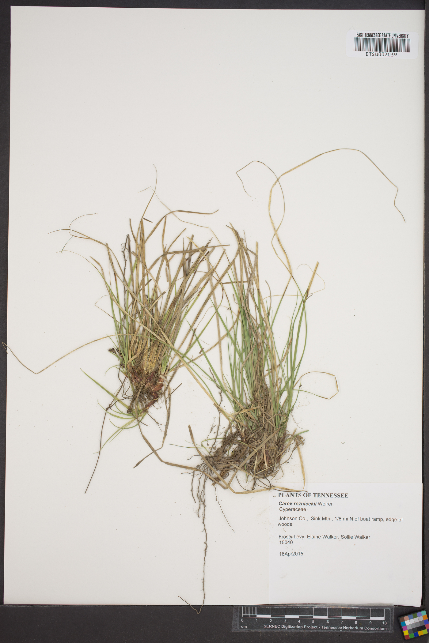 Carex reznicekii image