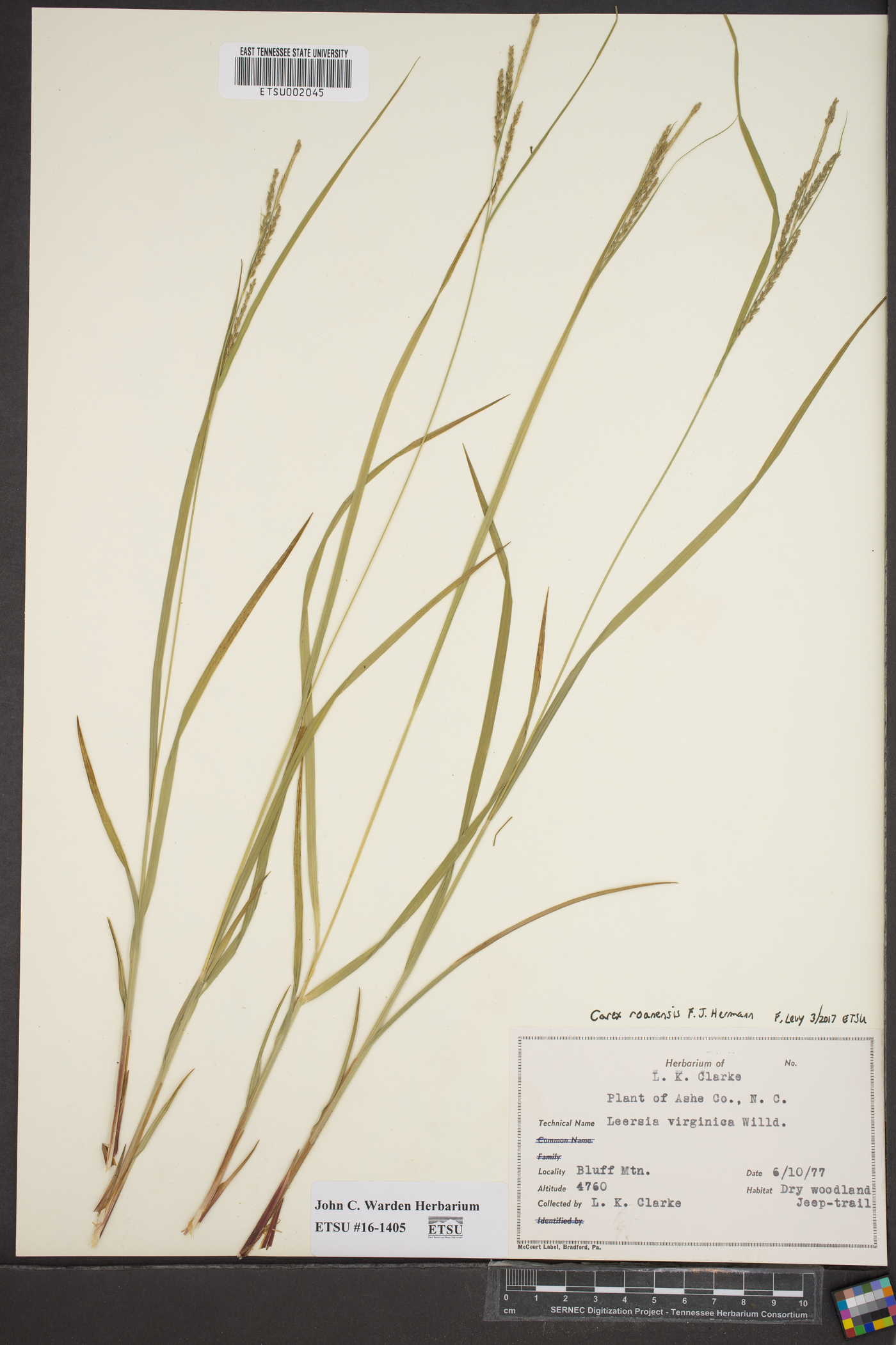 Carex roanensis image