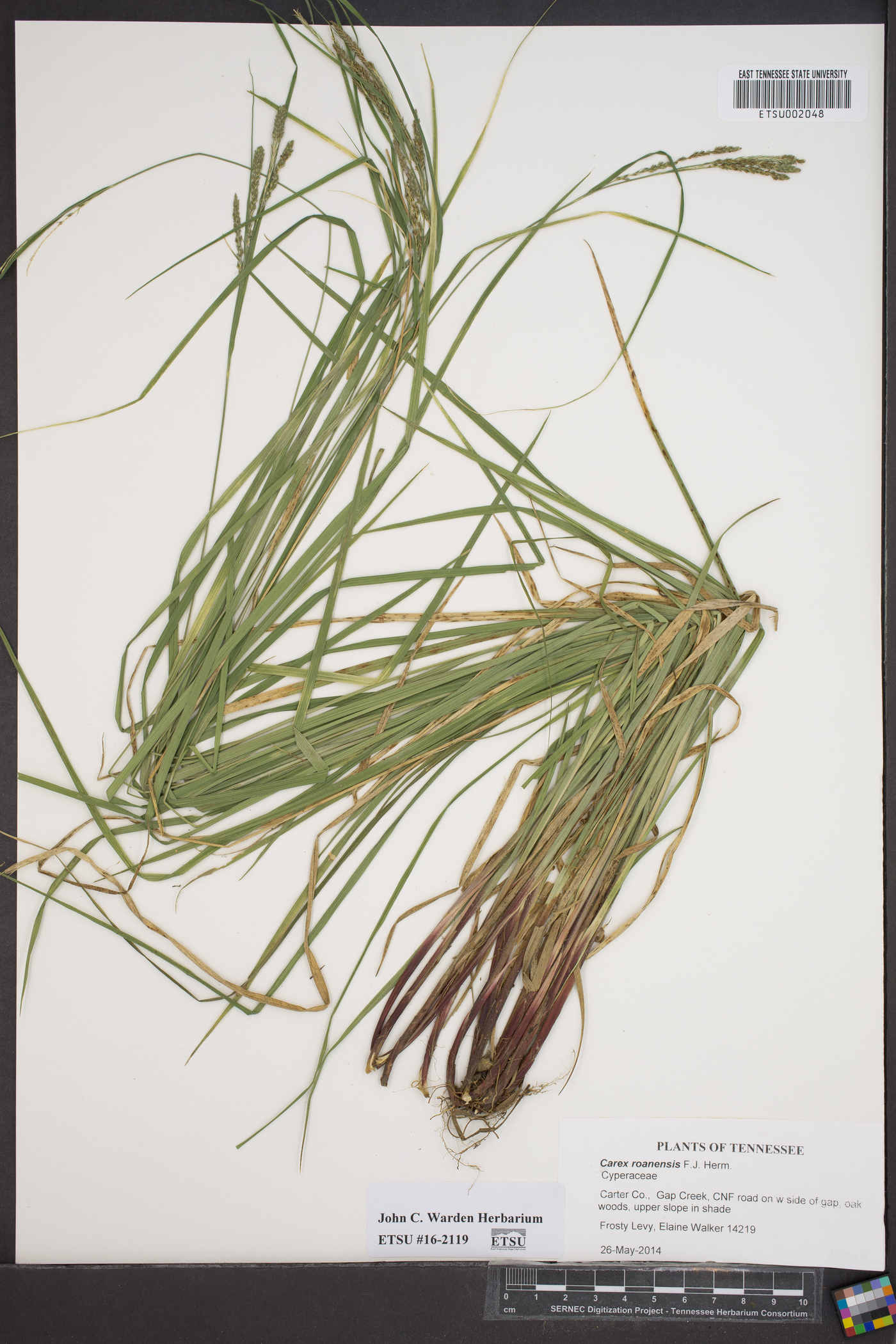 Carex roanensis image