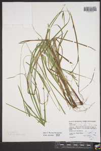 Carex roanensis image