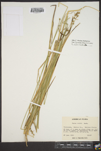 Carex ruthii image