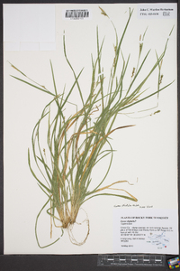 Carex striatula image