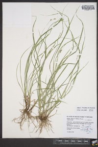 Carex swanii image