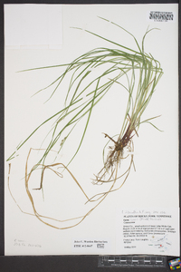 Carex swanii image