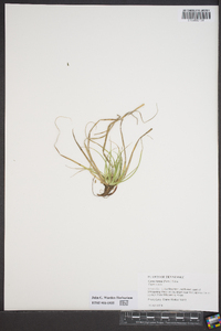 Carex tonsa image