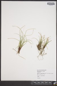 Carex tonsa image