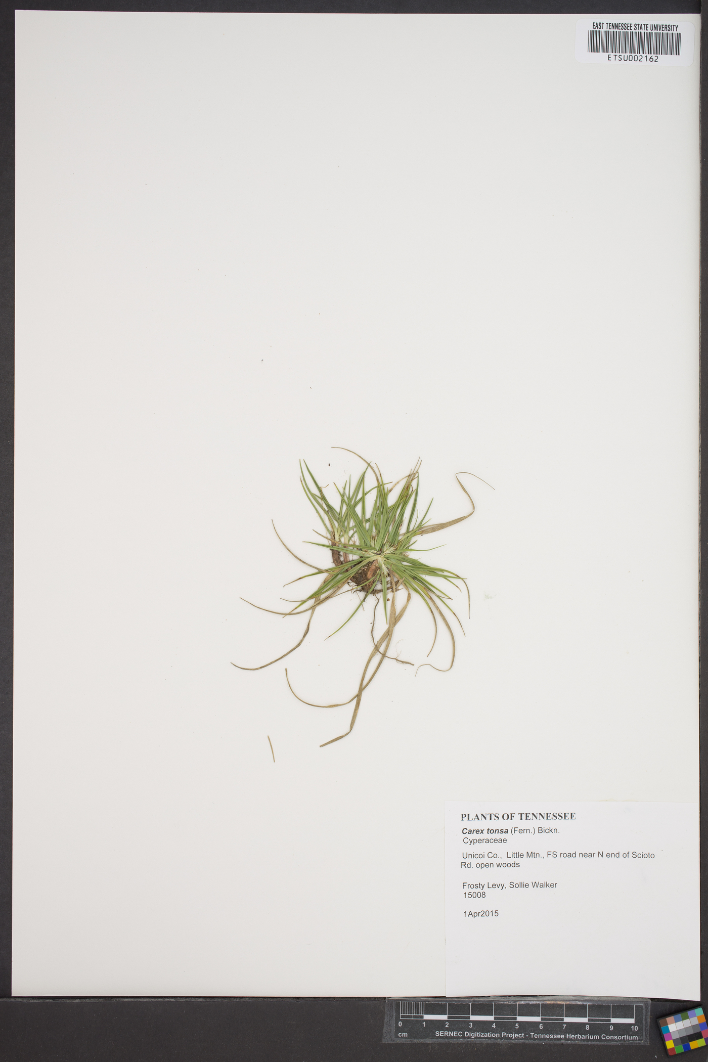 Carex tonsa image