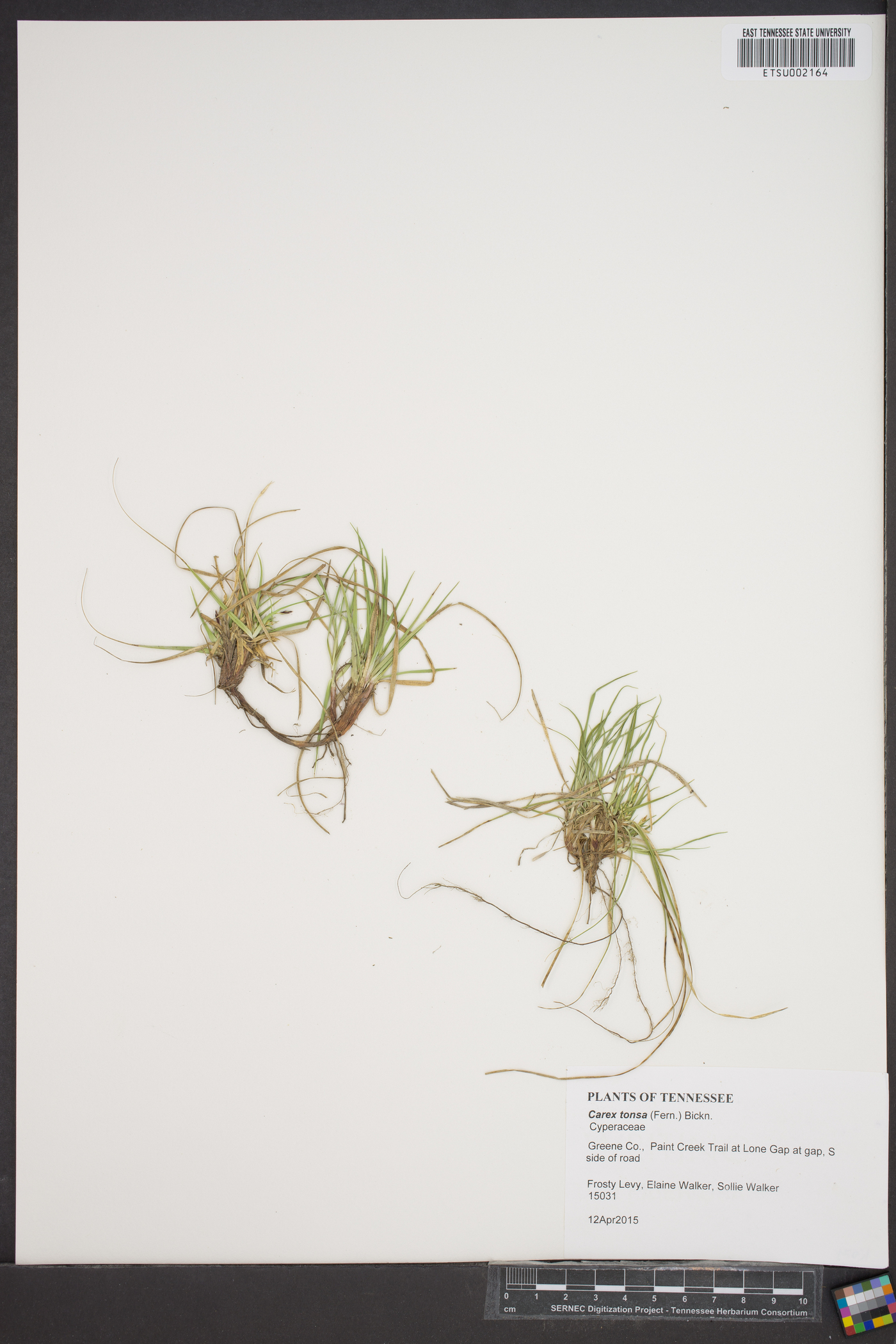 Carex tonsa image