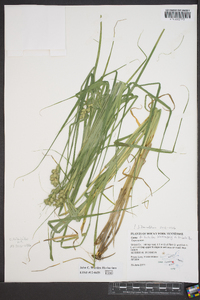 Carex tribuloides var. tribuloides image