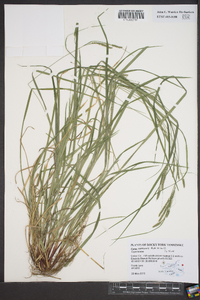 Carex virescens image