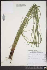 Carex virescens image