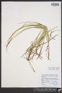 Carex virescens image