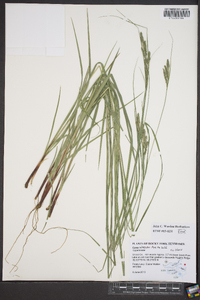 Carex virescens image