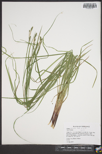 Carex virescens image