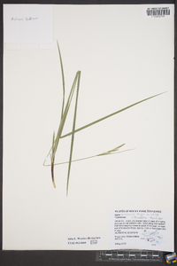 Carex virescens image