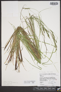 Carex virescens image