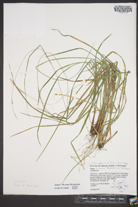 Carex virescens image