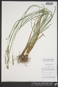 Carex virescens image